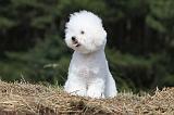 BICHON FRISE 470